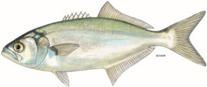 Shad/Elf/Tailor/Bluefish – Barbed and Dangerous